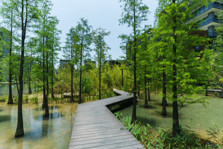 泰华梧桐岛电梯图片
